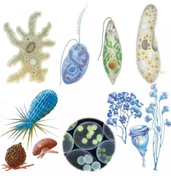 Parasites belong to the protozoa kingdom, which includes more than fifteen thousand species. 